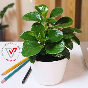 cây để bàn làm việc hợp mệnh mộc cây để bàn làm việc theo mệnh