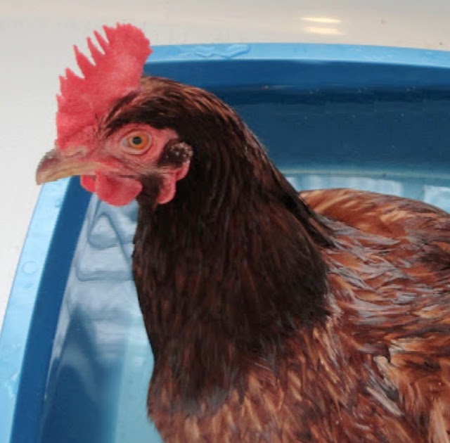 How to Treat an Egg Bound Hen Fresh Eggs Daily®