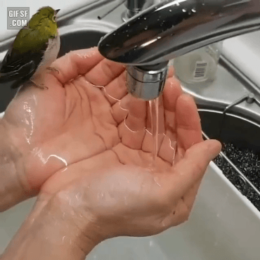 목욕하는 새