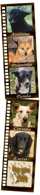 Meus AUdotados muito AUmados