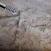 Αποκαλύφθηκαν θολωτοί μυκηναϊκοί τάφοι στη Νεμέα -Λαξευμένοι σε βράχο