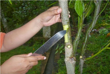 Cara Mencangkok Pohon Mangga - Ragam Tanaman