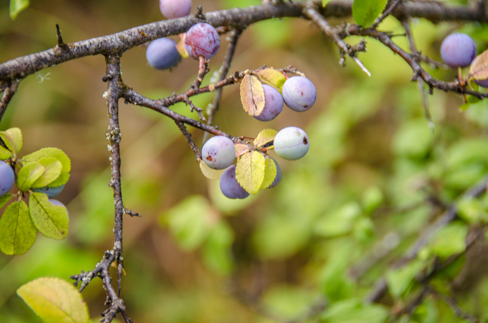 download sloe bush no thorns download sloe bush no thorns