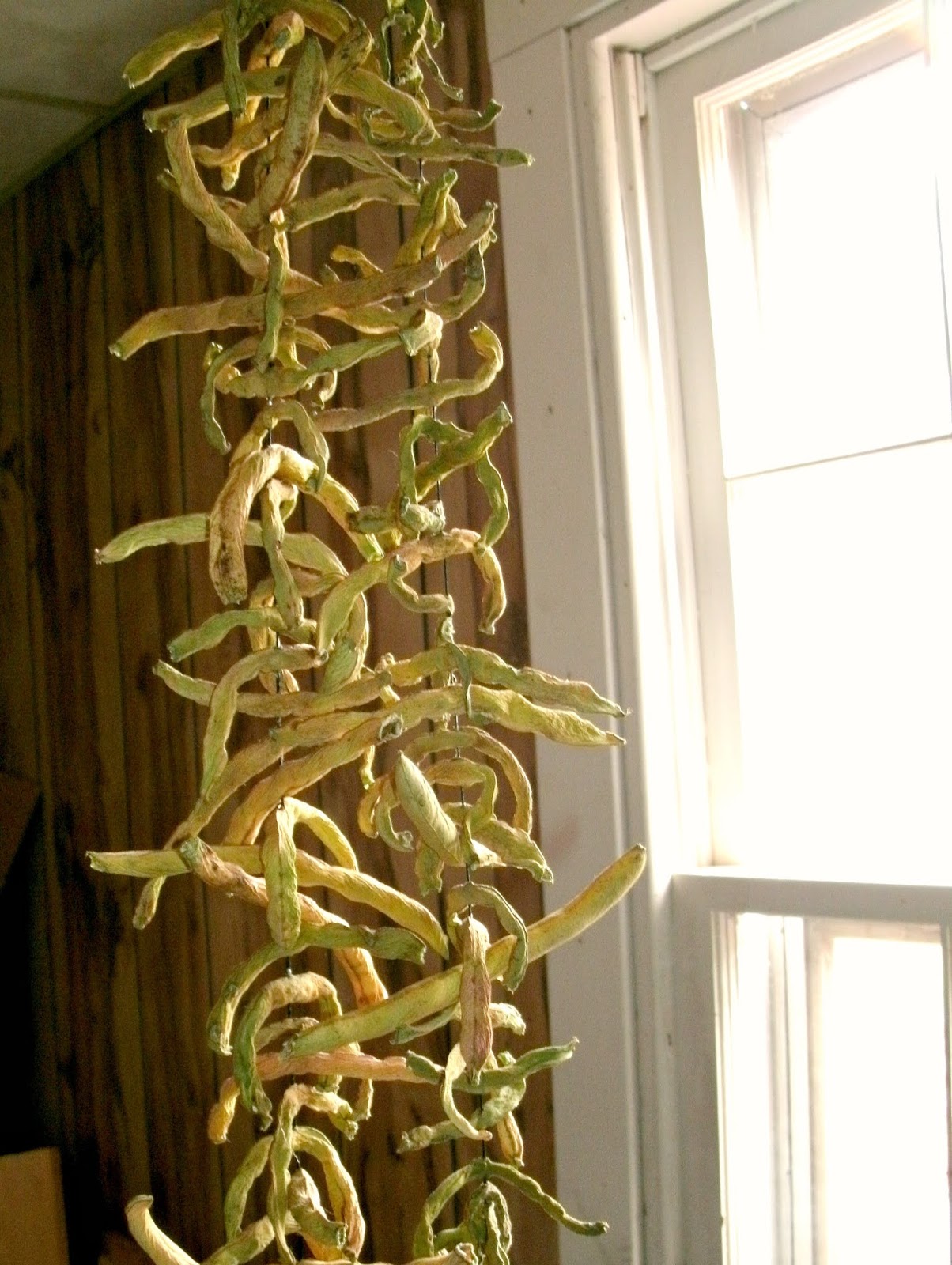 My Appalachian Life Making And Eating Shucked Beans