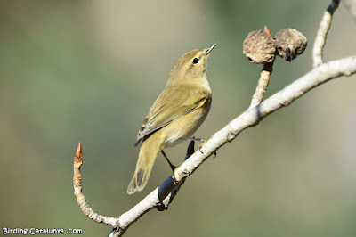 Mosquiter comú (Phylloscopus collybita)