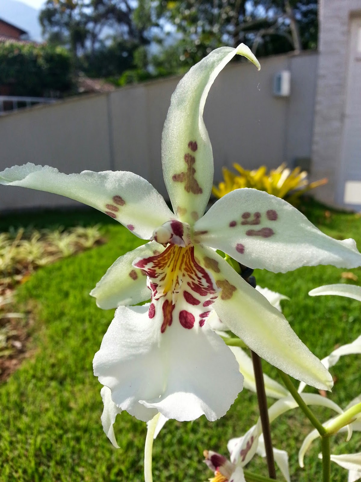Paixão por orquídeas Meu orquidário Dicas de Cultivo Orquídea