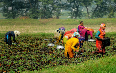 Pakistani labourers pick water chestnuts in a field on the outskirts of Lahore on October 29, 2013. Around 68 percent of Pakistan's population depends on agriculture for their livelihood, with the agricultural sector contributing nearly a fourth of the country's GDP. AFP PHOTOArif ALI
