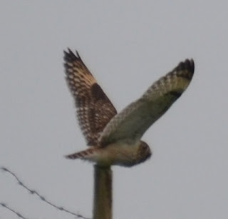 Retro Brit: Short Eared Owl Chased off by Crows.