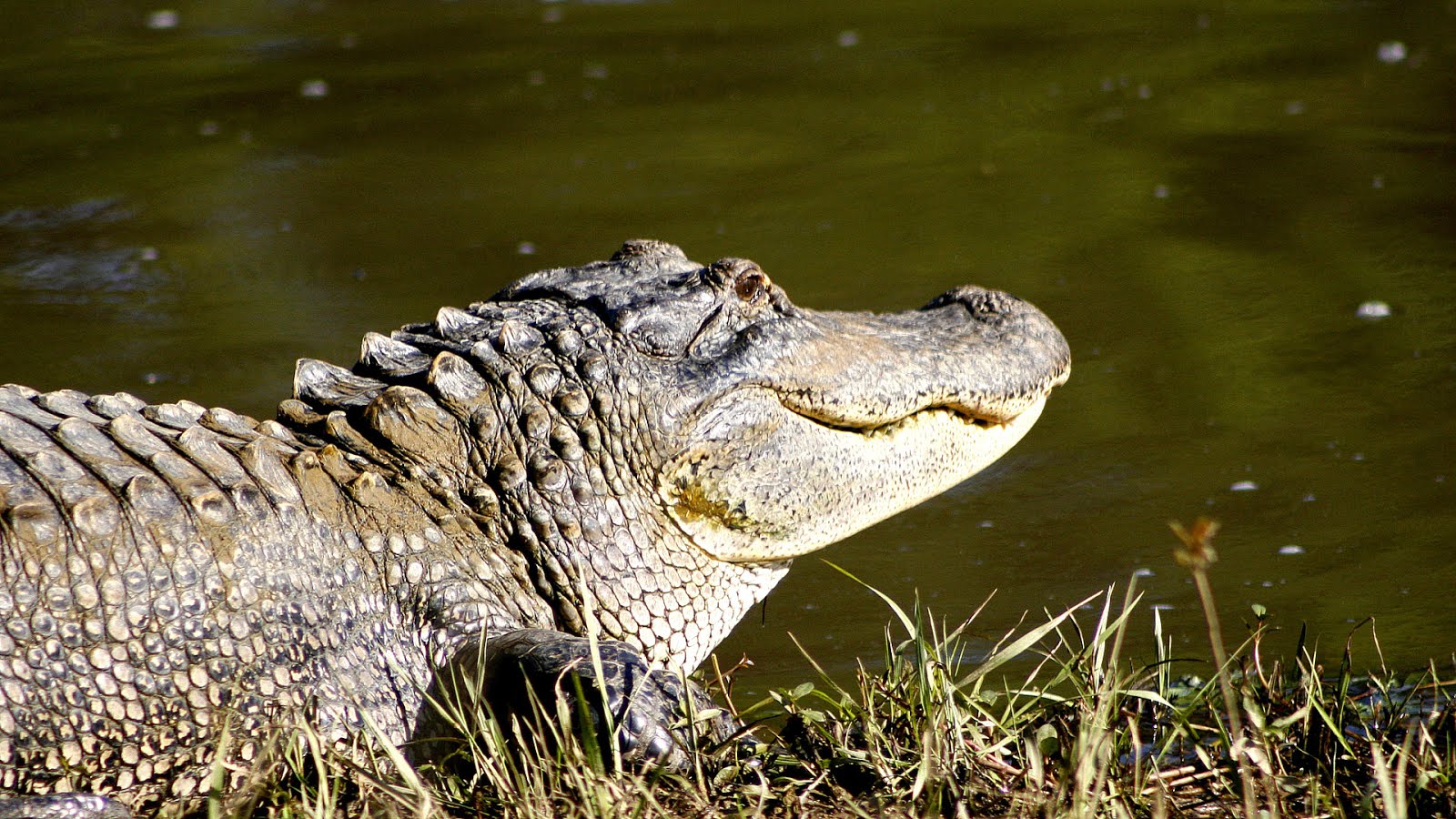 Endangered Animals In Mississippi Danger Choices