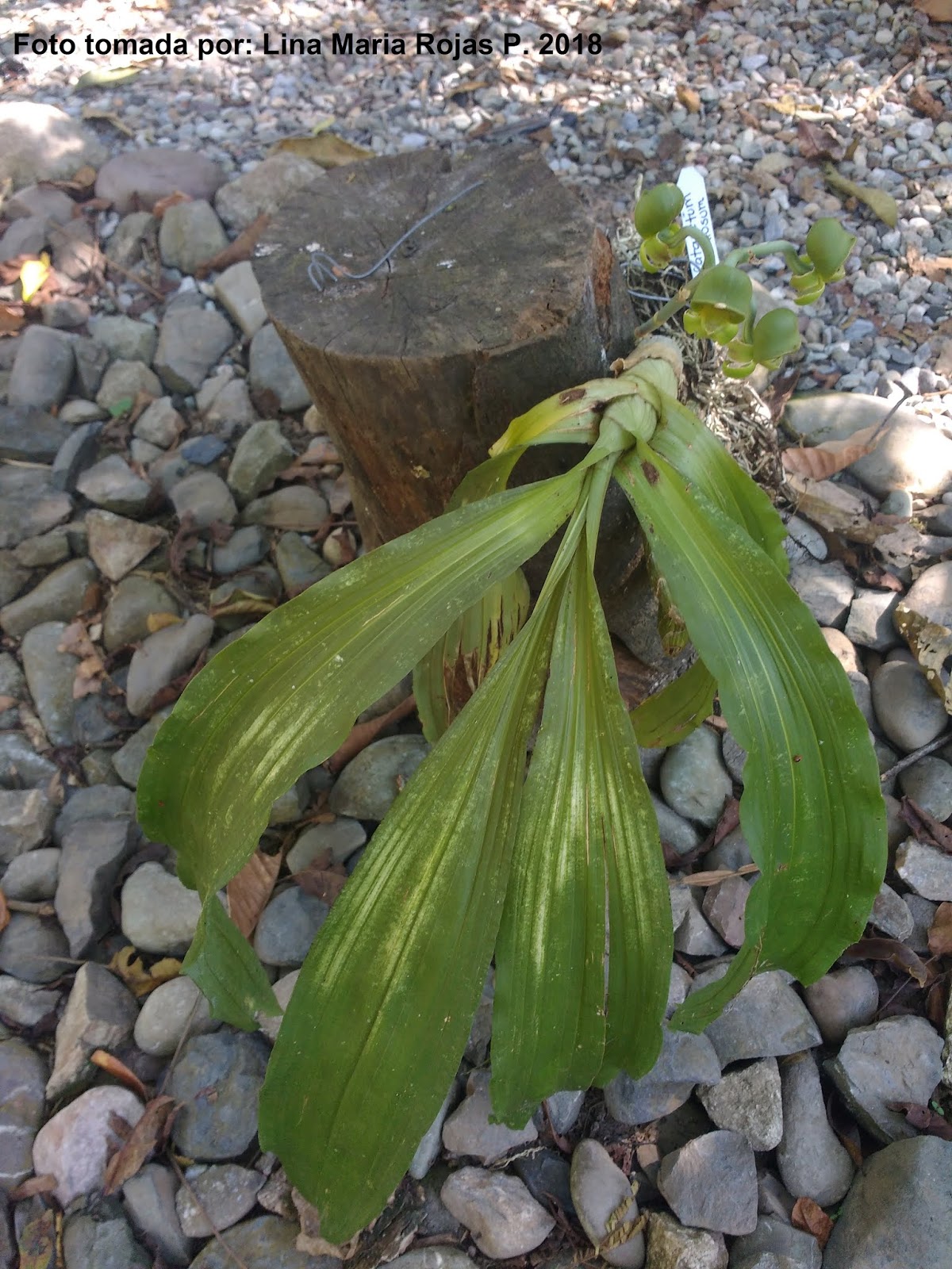 El Orquídeario CATASETUM CALLOSUM
