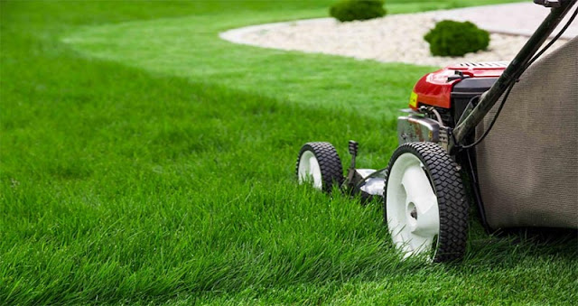 lawn diseases