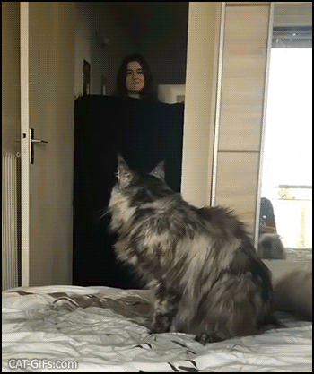 Funny Cat GIF • What The Fluff Challenge • Epic FAIL! "And not a single fuck was given that day!"Epic FAIL! Funny Cat GIF • What The Fluff Challenge • Epic FAIL! "And not a single fuck was given that day!"Epic FAIL!