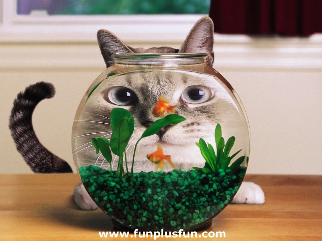 https://1.bp.blogspot.com/-ALLzwH6spoo/Tu7QjqmKlvI/AAAAAAAAE8o/f_JLkca7fww/s1600/Cute-Funny-Animals_1-1024x768.jpg