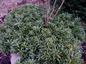 Future Plants By Randy Stewart Sarcococca Sweet Box