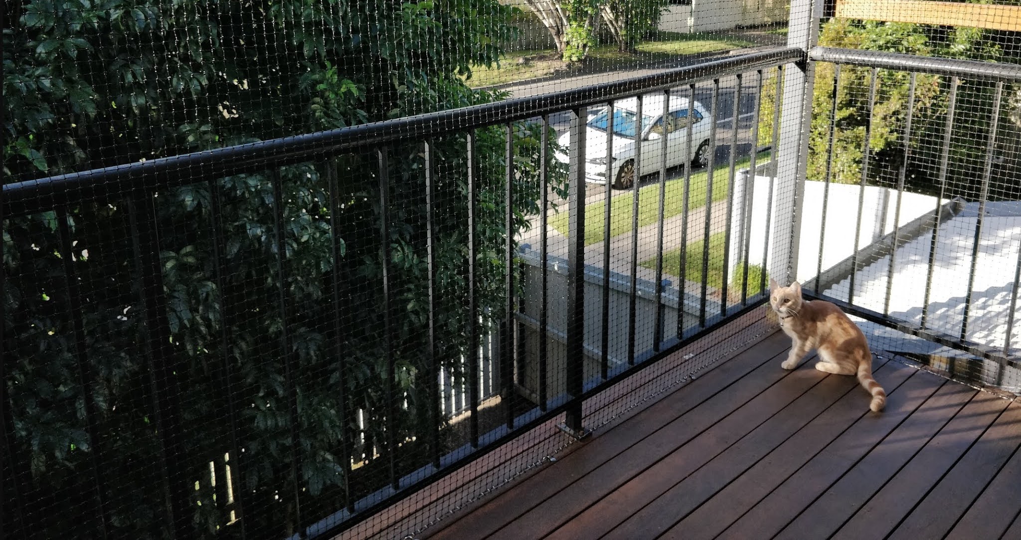 Happy Cat Custom Cat Enclosures KEEP IT IN THE PHAMLY