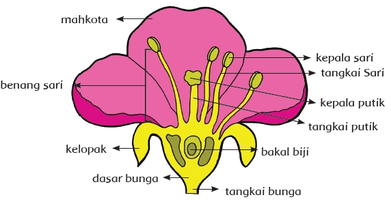 Websitependidikan Com Info Tips Pendidikan Parenting Pedagogik Dan Seputar Ilmu Pengetahuan