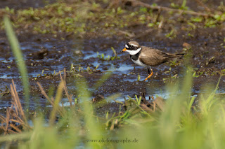 Sandregenpfeifer Naturfotografie Wildlifefotografie Meerbruchswiesen Steinhuder Meer