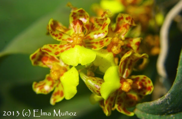 Orquideas : Lopiaris nana 2013 (c) Elma Muñoz