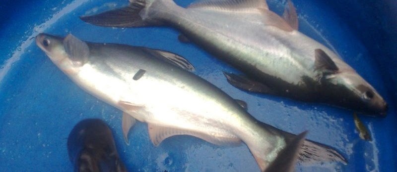 Teknik Pembenihan Ikan Patin yang Benar