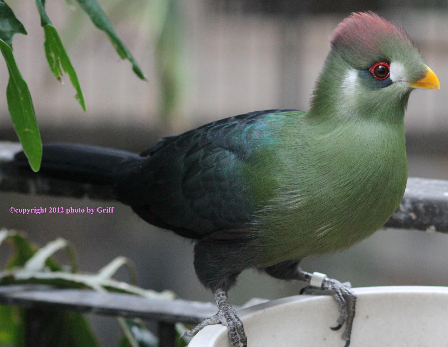 Why Are Turaco Wings Red? – Red-Crested Turaco – UHUI