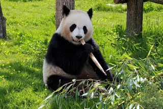 sitting panda
