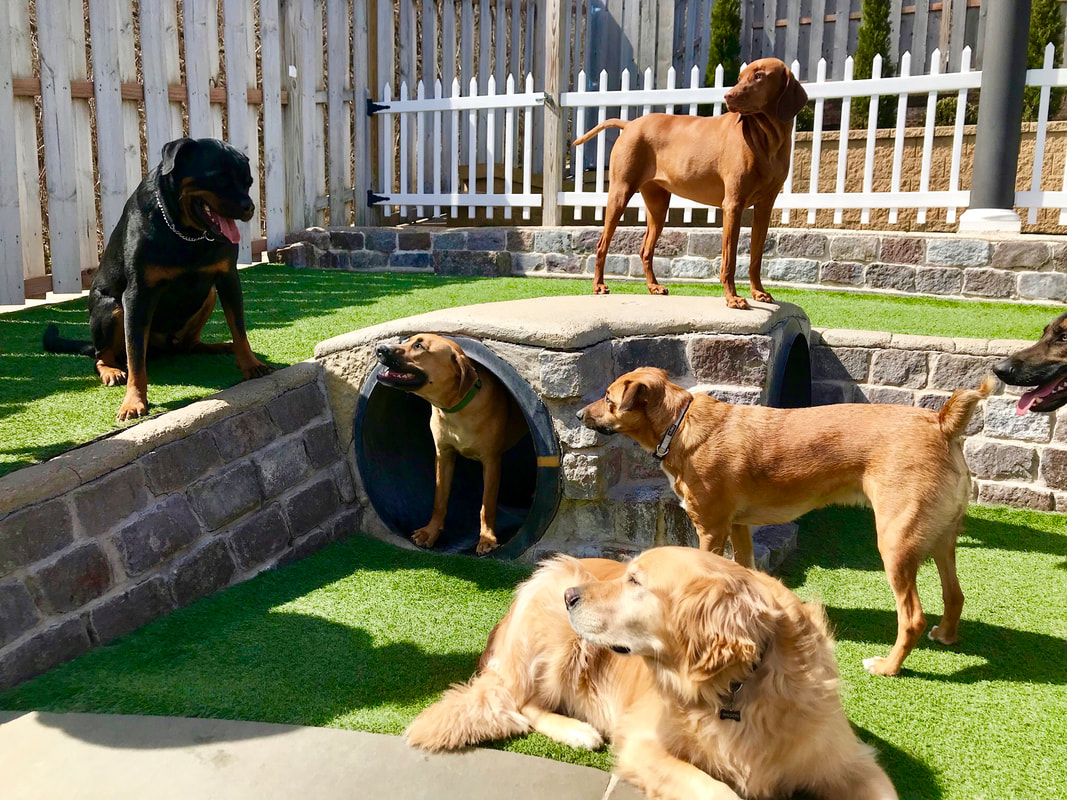 WHAT IS THE DIFFERENCES BETWEEN DOG TRAINING AND BOARDING