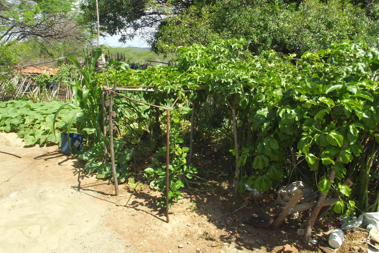 Blog do Eurípedes Dias Jardim de Angicos Ação da prefeitura