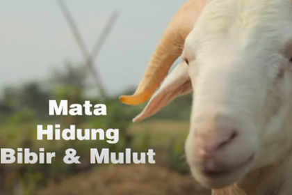 Tips Memilih Kambing Domba Qurban Yang Baik