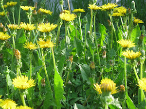 The Lowly Dandilion; common but dynamic