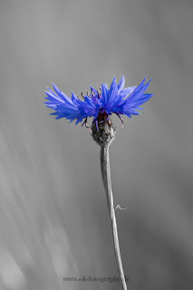 Naturfotografie Makrofotografie Lippeaue