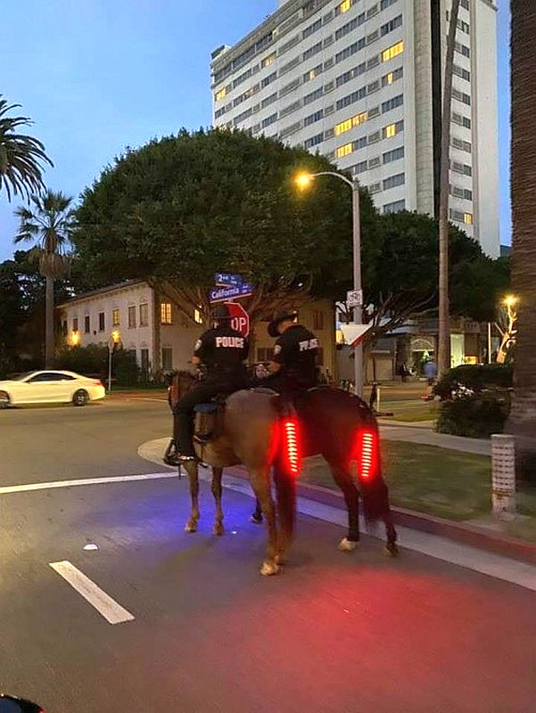 transpress nz Police horse tail lights