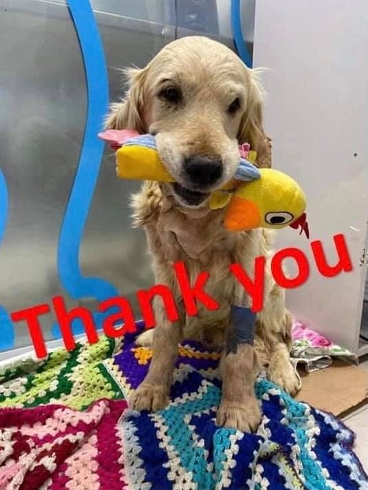 Kraft Candy Blanket for Happy Paws