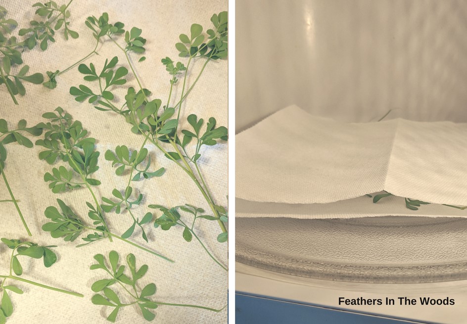 How to dry herbs in the microwave Feathers in the woods