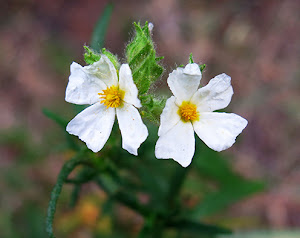 Romerillo (Cistus clusii)flor silvestre blanca