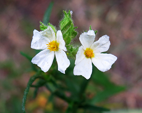 Romerillo (Cistus clusii)flor silvestre blanca