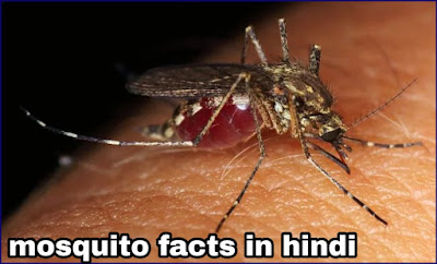 मच्छर के बारे में हिन्दी में जानकारी-Mosquito Information In Hindi