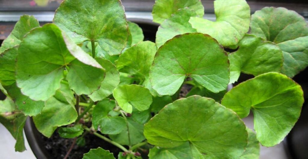 manfaat daun pegagan untuk kesehatan tubuh