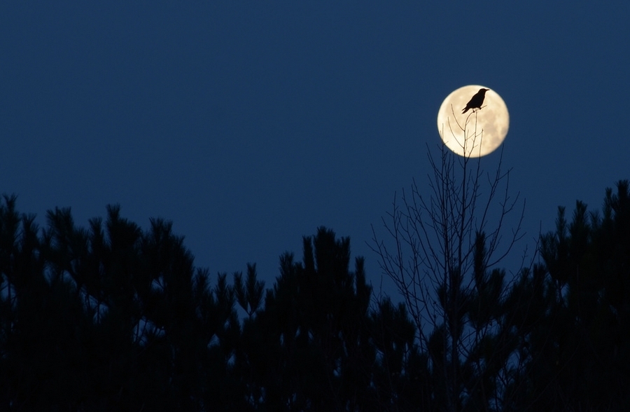 White Wolf Happy Full Crow Moon What You Need to Know About March's