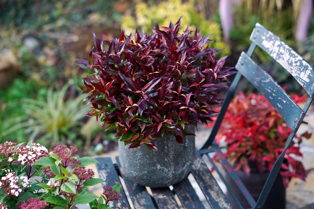 Леукотоэ ред липс. Кустарник леукотоэ рейнбоу. Леукотоэ ред липс. Леукотоэ ред липс. Леукотоэ ред липс.