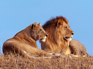 Lion pictures and wallpapers 6