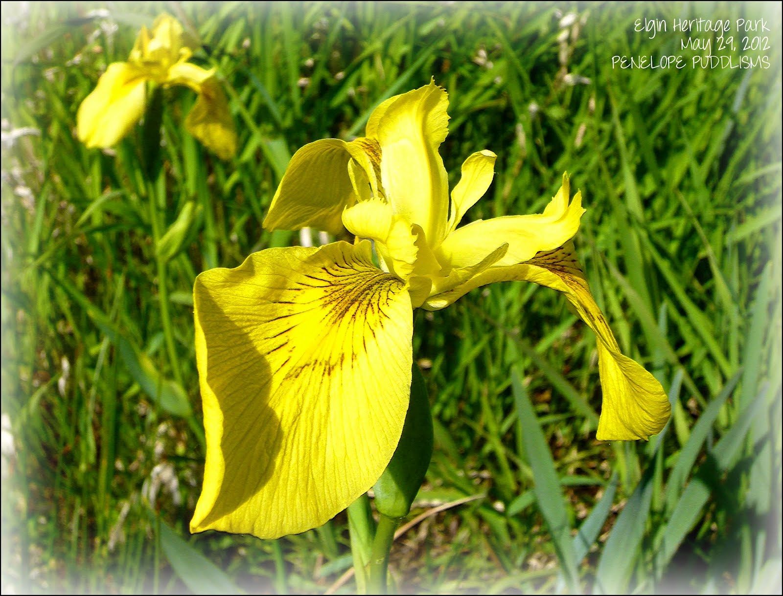 Postcards From Penelope Puddle: The Mysteriously Missing Xyris Iris