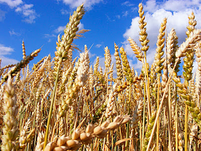 Escasez de trigo cristalino en la región y bajo precio de compra ponen en riesgo la agricultura 