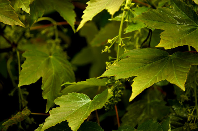 Sycamore leaves and blossom.