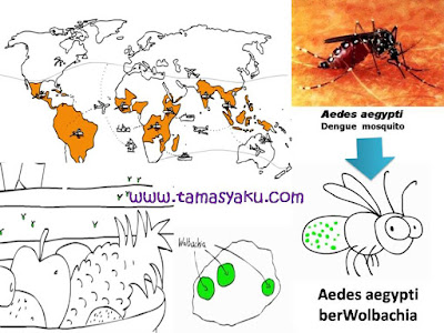 Nyamuk Aedes aegypti ber-Wolbachia