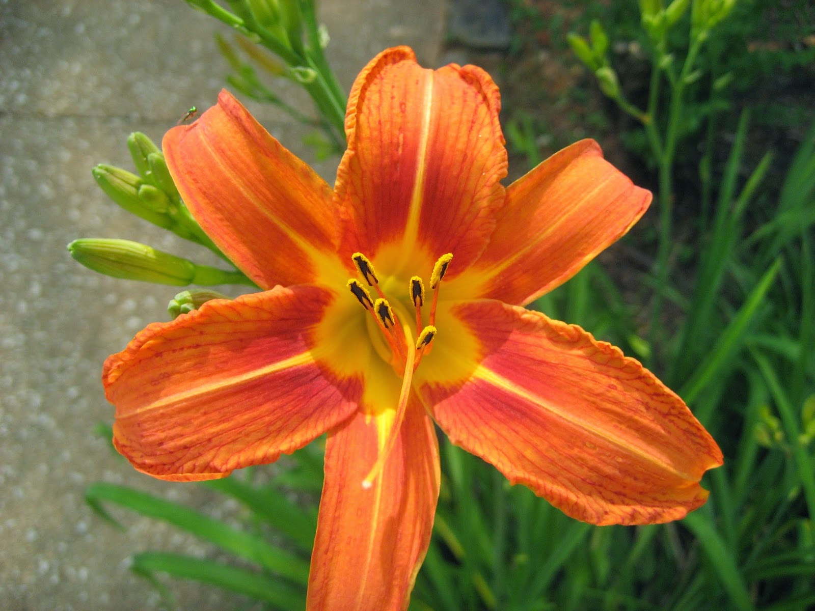Discovering His Creation: Orange Daylily (Hemerocallis Fulva)