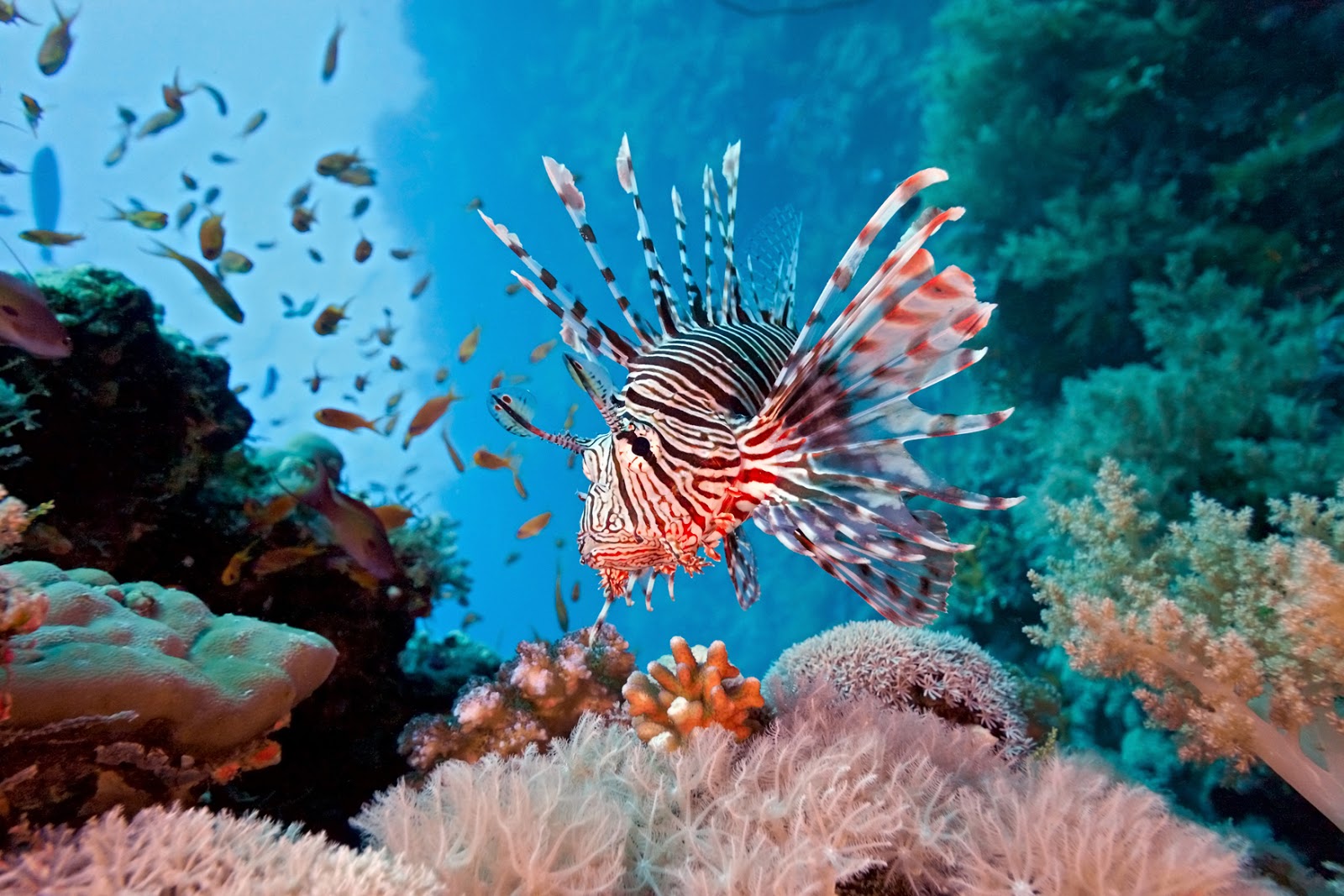 Coral reef fish Earth Blog