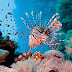 Saltwater Fish Tropical Lagoon Aquarium