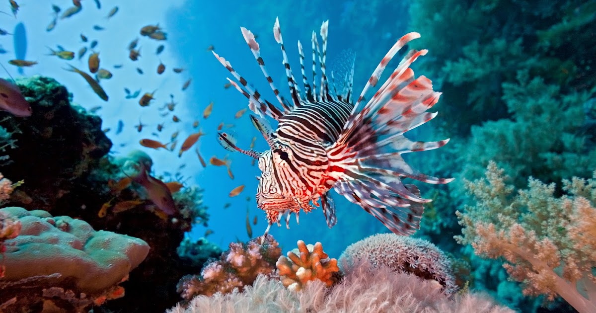 Coral reef fish | Earth Blog