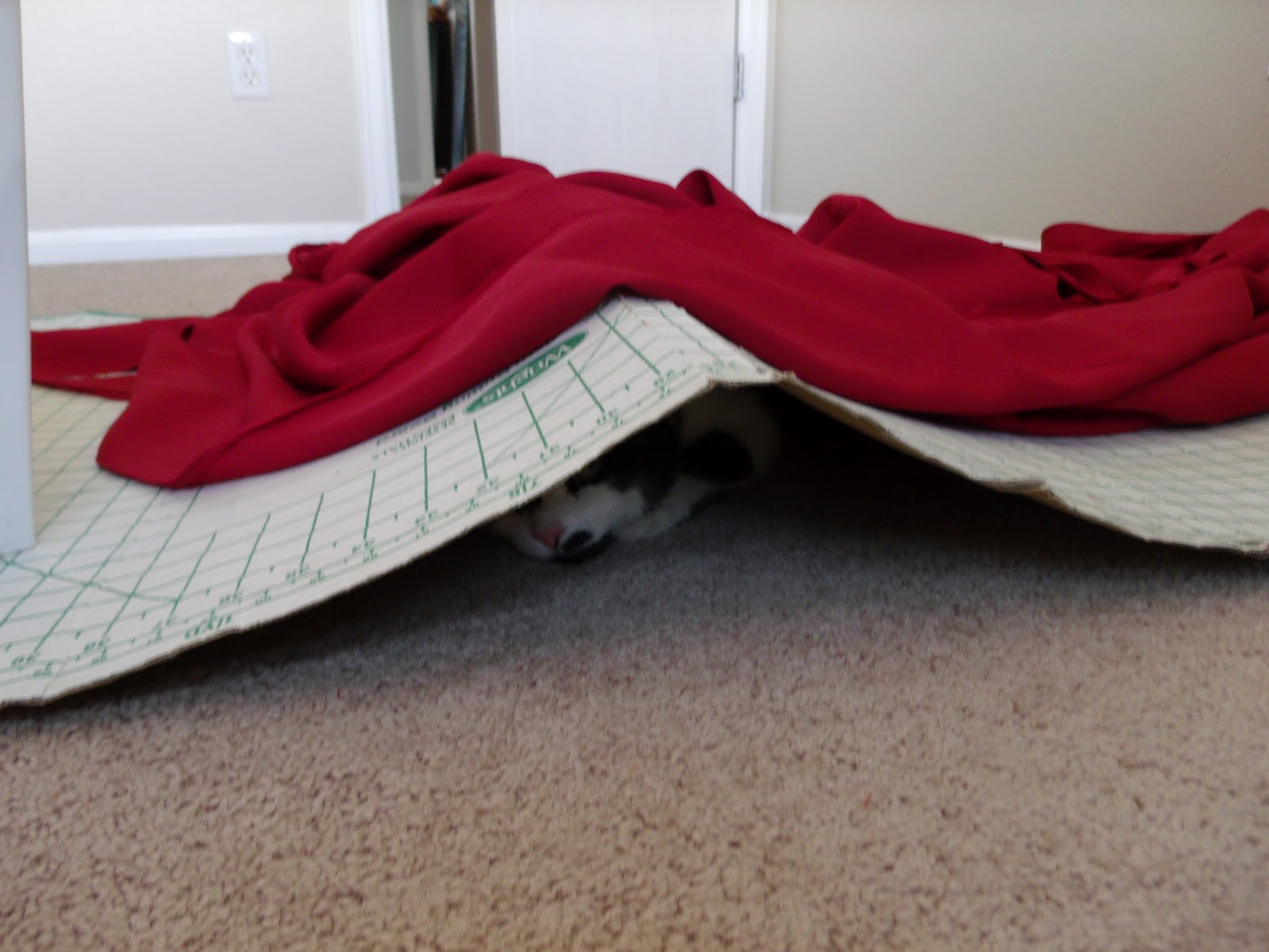 Sew What Why Are Cats So Weird 