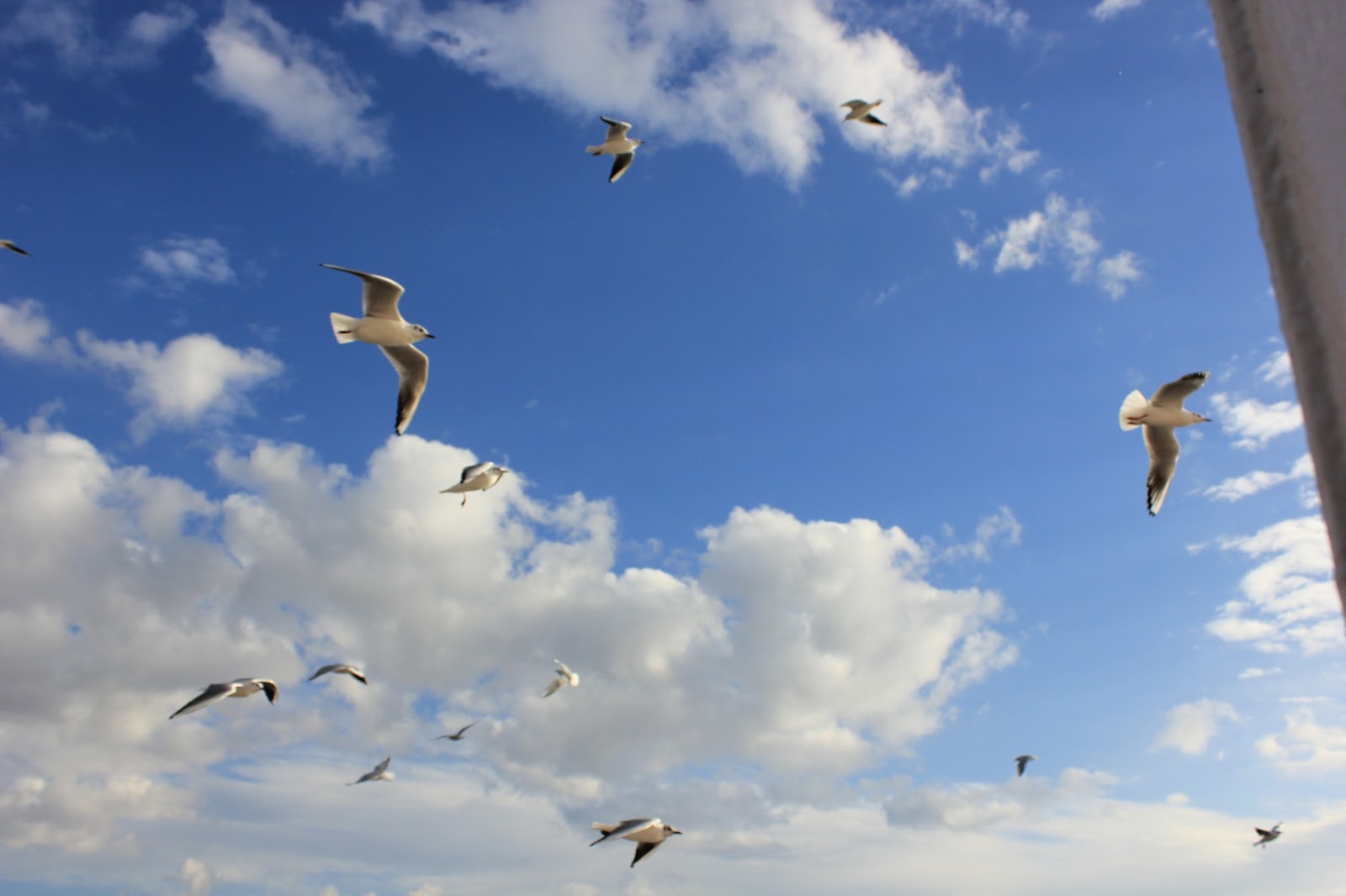 gambar burung terbang 